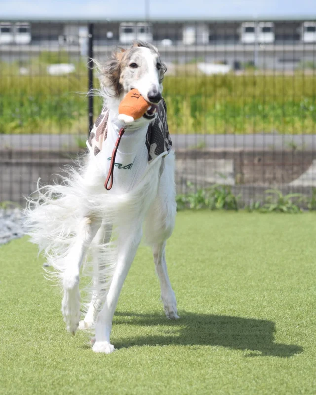 ５月７日のお客様✨
ご来場ありがとうございました♪

GW明けでしたがたくさんのワンちゃんが遊びにきてくれました👏💕
７日から平日限定のスタンプカードの配布が始まりました☺️

2回ご来場で次回１０００円OFFとなるお得なスタンプカードなのでぜひ皆さん貯めてくださいね😊

スタンプ押印、１０００円オフは7.8月を除く5/7〜10/31までの平日のみとなります🙆‍♀️

たくさんのご来場お待ちしております♪

⊹ ࣪˖ ┈┈ ˖ ࣪⊹ ┈┈⊹ ࣪˖ ┈┈˖ ࣪⊹⊹ ࣪˖ ┈┈ ˖ ࣪⊹ ┈┈⊹ ࣪˖ ┈┈˖ ࣪⊹

皆さまが撮ってくれたお写真や思い出は
 #ロサフィールド　@rosa_field_nagashima
 で タグ付け、メンション投稿ぜひお願いいたします🐾

⊹ ࣪˖ ┈┈ ˖ ࣪⊹ ┈┈⊹ ࣪˖ ┈┈˖ ࣪⊹⊹ ࣪˖ ┈┈ ˖ ࣪⊹ ┈┈⊹ ࣪˖ ┈┈˖ ࣪⊹

__________________お願い_________________

ご来場の際は必ず混合ワクチン、狂犬病予防接種の
ご提示をお願いいたします。
狂犬病の予防接種証明書については、鑑札の場合で
令和6年度の物をお持ちの方は日付の分かるものを
一緒にご提示ください。
各証明書は画像でのご提示も可能です。

持病により接種出来ない場合は、猶予証明を
ご提示ください。

証明書をお忘れの場合や未接種の場合は
ご利用いただけませんのでご注意ください。
________________________________________

#ロサフィールド #貸切ドッグラン #三重県ドッグラン#貸切プール #わんことお出かけ #ドッグラン