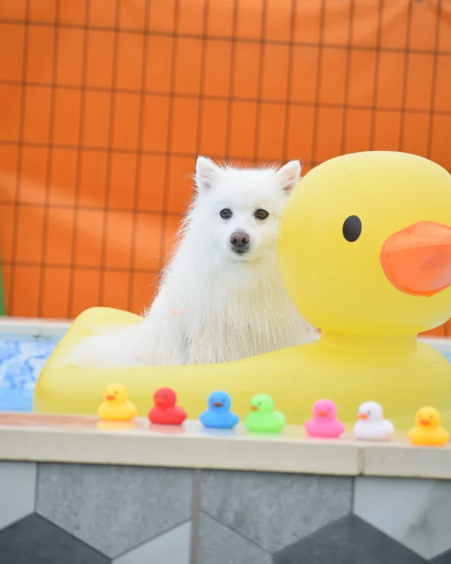 5月10日のお客様✨
ご来場ありがとうございました♪

朝からお昼まで小雨が降り続く日☂️
あいにくのお天気でしたが、ワンちゃんは元気いっぱい
遊んでくれました♪

ありがとうございました😊

⊹ ࣪˖ ┈┈ ˖ ࣪⊹ ┈┈⊹ ࣪˖ ┈┈˖ ࣪⊹⊹ ࣪˖ ┈┈ ˖ ࣪⊹ ┈┈⊹ ࣪˖ ┈┈˖ ࣪⊹

皆さまが撮ってくれたお写真や思い出は
 #ロサフィールド　@rosa_field_nagashima
 で タグ付け、メンション投稿ぜひお願いいたします🐾

⊹ ࣪˖ ┈┈ ˖ ࣪⊹ ┈┈⊹ ࣪˖ ┈┈˖ ࣪⊹⊹ ࣪˖ ┈┈ ˖ ࣪⊹ ┈┈⊹ ࣪˖ ┈┈˖ ࣪⊹

__________________お願い_________________

ご来場の際は必ず混合ワクチン、狂犬病予防接種の
ご提示をお願いいたします。(毎回ご提示が必要です)
狂犬病の予防接種証明書については、鑑札の場合で
令和6年度の物をお持ちの方は日付の分かるものを
一緒にご提示ください。
各証明書は画像でのご提示も可能です。

持病により接種出来ない場合は、猶予証明を
ご提示ください。

証明書をお忘れの場合や未接種の場合は
ご利用いただけませんのでご注意ください。
________________________________________

#ロサフィールド #貸切ドッグラン #三重県ドッグラン#貸切プール #わんことお出かけ #ドッグラン