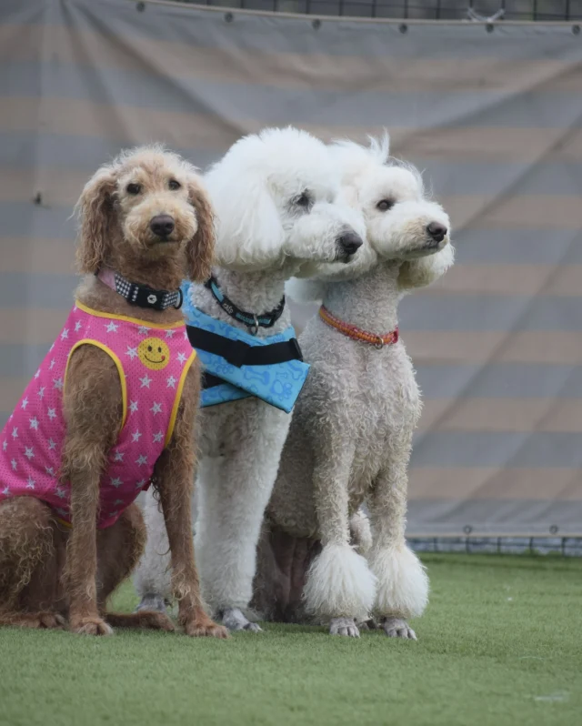 ５月16日金曜日のお客様♪
ご来場ありがとうございました😊

この日は少し肌寒い１日🐶
わんちゃんが動きやすい気温でみんな元気いっぱい！
いつもありがとうございます♪

またお待ちしております♪

__________________お願い_________________

ご来場の際は必ず混合ワクチン、狂犬病予防接種の
ご提示をお願いいたします。(毎回ご提示が必要です)
狂犬病の予防接種証明書については、鑑札の場合で
令和6年度の物をお持ちの方は日付の分かるものを
一緒にご提示ください。
各証明書は画像でのご提示も可能です。

持病により接種出来ない場合は、猶予証明を
ご提示ください。

証明書をお忘れの場合や未接種の場合は
ご利用いただけませんのでご注意ください。
________________________________________

⊹ ࣪˖ ┈┈ ˖ ࣪⊹ ┈┈⊹ ࣪˖ ┈┈˖ ࣪⊹⊹ ࣪˖ ┈┈ ˖ ࣪⊹ ┈┈⊹ ࣪˖ ┈┈˖ ࣪⊹

皆さまが撮ってくれたお写真や思い出は
 #ロサフィールド　@rosa_field_nagashima
 で タグ付け、メンション投稿ぜひお願いいたします🐾

⊹ ࣪˖ ┈┈ ˖ ࣪⊹ ┈┈⊹ ࣪˖ ┈┈˖ ࣪⊹⊹ ࣪˖ ┈┈ ˖ ࣪⊹ ┈┈⊹ ࣪˖ ┈┈˖ ࣪⊹

- ̗̀⚠︎ ̖́- 必ず指定のルートでご来場お願い致します🙇️

#ロサフィールド #貸切ドッグラン #三重県ドッグラン#貸切プール #わんことお出かけ #ドッグラン