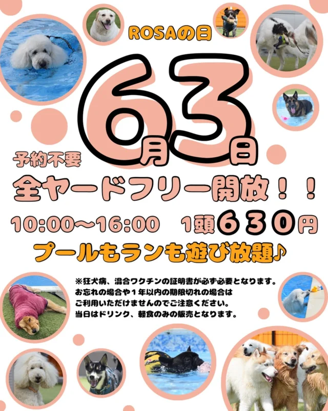 いつもロサフィールドをご利用いただきありがとうございます♪

ロサフィールドのロサにちなんで
６月３日火曜日全ヤードフリーで開放いたします👏
通常火曜日は定休日ですが６月３日のみ営業させていただきます。

10:00〜16:00まで1頭630円でご利用可能です♪

プールヤードは小型エリア、中大型エリアに
分かれてご利用いただけます✨

キャンプヤードは小型エリア、中大型エリア、全犬種エリアに分かれてご利用いただけます！

通常貸切での営業ですが、６月３日火曜日はフリーでの営業となります。
下記注意事項を必ずご確認の上ご来場お待ちしております🙇

___________⚠️注意事項⚠️__________

混合ワクチン、狂犬病予防接種の証明書は
必ず１年以内に接種した事の分かる証明書
をご提示ください。
お忘れの場合、期限切れの場合は
ご利用いただけません。

ご来場後受付にて精算、各種証明書の
確認をし、リストバンドを受け取ってから
ドッグランをご利用ください。

ワンちゃんの排泄物は飼い主さまが必ず
処理をし、うんちは持ち帰りください。

ドッグラン以外は必ずリードを着用し
ワンちゃんから目を離さないように
お願いいたします。

ドッグラン内ではワンちゃん同士の
トラブルにならないよう飼い主さまが
管理をお願いいたします。

飼い主さま、ワンちゃんの事故、怪我
その他のトラブルなどは自己責任とし
ロサフィールドは一切の責任を負いかねます。

施設内への飲食の持込みは熱中症対策のための
お水、お茶に限らせていただきます。
その他の持込みは禁止させていただきます。

____________________________________

#ロサフィールド#ドッグラン#貸切ドッグラン#ドッグプール#長島ドッグラン#三重ドッグラン