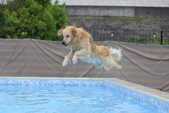 ５月15日木曜日のお客様♪

気温も高くプール日和🐶🏊

少し暑いですが、まだまだキャンプヤードも大人気です🏕️

またお待ちしております♪

__________________お願い_________________

ご来場の際は必ず混合ワクチン、狂犬病予防接種の
ご提示をお願いいたします。(毎回ご提示が必要です)
狂犬病の予防接種証明書については、鑑札の場合で
令和6年度の物をお持ちの方は日付の分かるものを
一緒にご提示ください。
各証明書は画像でのご提示も可能です。

持病により接種出来ない場合は、猶予証明を
ご提示ください。

証明書をお忘れの場合や未接種の場合は
ご利用いただけませんのでご注意ください。
________________________________________

⊹ ࣪˖ ┈┈ ˖ ࣪⊹ ┈┈⊹ ࣪˖ ┈┈˖ ࣪⊹⊹ ࣪˖ ┈┈ ˖ ࣪⊹ ┈┈⊹ ࣪˖ ┈┈˖ ࣪⊹

皆さまが撮ってくれたお写真や思い出は
 #ロサフィールド　@rosa_field_nagashima
 で タグ付け、メンション投稿ぜひお願いいたします🐾

⊹ ࣪˖ ┈┈ ˖ ࣪⊹ ┈┈⊹ ࣪˖ ┈┈˖ ࣪⊹⊹ ࣪˖ ┈┈ ˖ ࣪⊹ ┈┈⊹ ࣪˖ ┈┈˖ ࣪⊹

- ̗̀⚠︎ ̖́- 必ず指定のルートでご来場お願い致します🙇️

#ロサフィールド #貸切ドッグラン #三重県ドッグラン#貸切プール #わんことお出かけ #ドッグラン