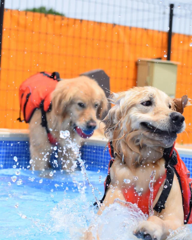 5月19日(月)のお客様♪

ご来場ありがとうございました😊

プール日和の一日でした☀️
平日もプールヤードの11:00〜、13:30〜の枠はご予約が埋まってきております🏊‍♀️
ご予約はお早めにお願いいたします😊

またのご来場お待ちしております🥳

__________________お願い_________________

ご来場の際は必ず混合ワクチン、狂犬病予防接種の
ご提示をお願いいたします。(毎回ご提示が必要です)
狂犬病の予防接種証明書については、鑑札の場合で
令和6年度の物をお持ちの方は日付の分かるものを
一緒にご提示ください。
各証明書は画像でのご提示も可能です。

持病により接種出来ない場合は、猶予証明を
ご提示ください。

証明書をお忘れの場合や未接種の場合は
ご利用いただけませんのでご注意ください。
________________________________________

⊹ ࣪˖ ┈┈ ˖ ࣪⊹ ┈┈⊹ ࣪˖ ┈┈˖ ࣪⊹⊹ ࣪˖ ┈┈ ˖ ࣪⊹ ┈┈⊹ ࣪˖ ┈┈˖ ࣪⊹

皆さまが撮ってくれたお写真や思い出は
 #ロサフィールド　@rosa_field_nagashima
 で タグ付け、メンション投稿ぜひお願いいたします🐾

⊹ ࣪˖ ┈┈ ˖ ࣪⊹ ┈┈⊹ ࣪˖ ┈┈˖ ࣪⊹⊹ ࣪˖ ┈┈ ˖ ࣪⊹ ┈┈⊹ ࣪˖ ┈┈˖ ࣪⊹

- ̗̀⚠︎ ̖́- 必ず指定のルートでご来場お願い致します🙇️

#ロサフィールド #貸切ドッグラン #三重県ドッグラン#貸切プール #わんことお出かけ #ドッグラン