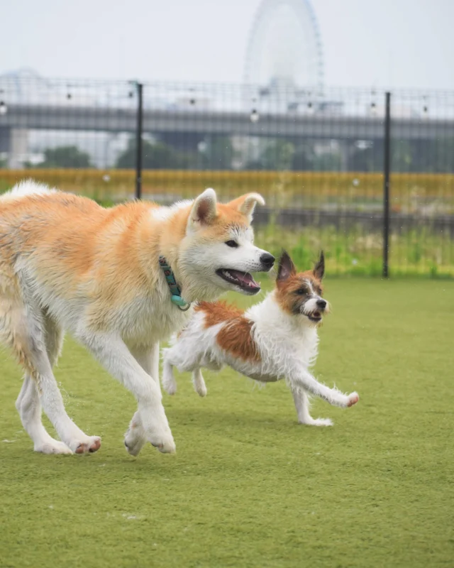 5月21日(水)のお客様♪
ご来場ありがとうございました😊

この日もプールにお友達が沢山🐶
たくさん遊んでくれてありがとう♪

6月7月の土日のプールヤードの空きが残りわずかです！
ご予約はお早めに！✨

またのご来場お待ちしております🥳

__________________お願い_________________

ご来場の際は必ず混合ワクチン、狂犬病予防接種の
ご提示をお願いいたします。(毎回ご提示が必要です)
狂犬病の予防接種証明書については、鑑札の場合で
令和6年度の物をお持ちの方は日付の分かるものを
一緒にご提示ください。
各証明書は画像でのご提示も可能です。

持病により接種出来ない場合は、猶予証明を
ご提示ください。

証明書をお忘れの場合や未接種の場合は
ご利用いただけませんのでご注意ください。
________________________________________

⊹ ࣪˖ ┈┈ ˖ ࣪⊹ ┈┈⊹ ࣪˖ ┈┈˖ ࣪⊹⊹ ࣪˖ ┈┈ ˖ ࣪⊹ ┈┈⊹ ࣪˖ ┈┈˖ ࣪⊹

皆さまが撮ってくれたお写真や思い出は
 #ロサフィールド　@rosa_field_nagashima
 で タグ付け、メンション投稿ぜひお願いいたします🐾

⊹ ࣪˖ ┈┈ ˖ ࣪⊹ ┈┈⊹ ࣪˖ ┈┈˖ ࣪⊹⊹ ࣪˖ ┈┈ ˖ ࣪⊹ ┈┈⊹ ࣪˖ ┈┈˖ ࣪⊹

- ̗̀⚠︎ ̖́- 必ず指定のルートでご来場お願い致します🙇️

#ロサフィールド #貸切ドッグラン #三重県ドッグラン#貸切プール #わんことお出かけ #ドッグラン