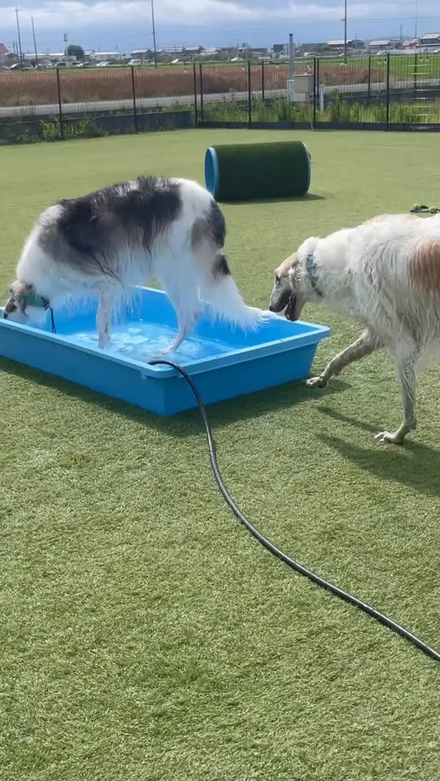 ミニプールレンタル🏖️

いつもプールの付いていないヤードで遊んでくれているボルゾイのワンちゃんがミニプールをお試ししてくれました☺️

水を溜め始めるとレアくんスプラッシュ‼︎で周りまで涼し〜くなりました😆✨
浅いミニプールならみんなで楽しく涼めそうですね🥳

レンタル料は2時間￥１０００です🏊‍♀️

ちょっとだけ水遊びしたいワンちゃん、深いプールは苦手なワンちゃん🐶ぜひお試しください🥰

__________________お願い_________________

ご来場の際は必ず混合ワクチン、狂犬病予防接種の
ご提示をお願いいたします。(毎回ご提示が必要です)
狂犬病の予防接種証明書については、鑑札の場合で
令和6年度の物をお持ちの方は日付の分かるものを
一緒にご提示ください。
各証明書は画像でのご提示も可能です。

持病により接種出来ない場合は、猶予証明を
ご提示ください。

証明書をお忘れの場合や未接種の場合は
ご利用いただけませんのでご注意ください。
________________________________________

⊹ ࣪˖ ┈┈ ˖ ࣪⊹ ┈┈⊹ ࣪˖ ┈┈˖ ࣪⊹⊹ ࣪˖ ┈┈ ˖ ࣪⊹ ┈┈⊹ ࣪˖ ┈┈˖ ࣪⊹

皆さまが撮ってくれたお写真や思い出は
 #ロサフィールド　@rosa_field_nagashima
 で タグ付け、メンション投稿ぜひお願いいたします🐾

⊹ ࣪˖ ┈┈ ˖ ࣪⊹ ┈┈⊹ ࣪˖ ┈┈˖ ࣪⊹⊹ ࣪˖ ┈┈ ˖ ࣪⊹ ┈┈⊹ ࣪˖ ┈┈˖ ࣪⊹

- ̗̀⚠︎ ̖́- 必ず指定のルートでご来場お願い致します🙇️

#ロサフィールド #貸切ドッグラン #三重県ドッグラン#貸切プール #わんことお出かけ #ドッグラン