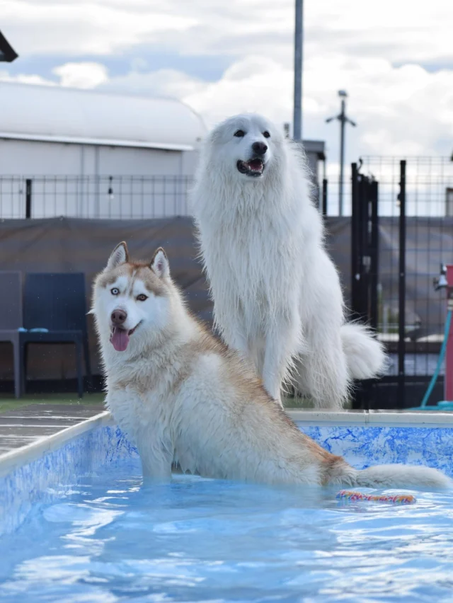 5月31日のお客様♪
ご来場ありがとうございました😊

5月もあっという間の1ヶ月でした🐶✨

梅雨入りする前にたくさんのワンちゃんがプールもキャンプヤードにも遊びに来てくれました🥰

梅雨入りする前の貴重な晴れ間にたくさんのワンちゃんと会えるのを楽しみにしております🥳

またのご来場お待ちしております😌

__________________お願い_________________

ご来場の際は必ず混合ワクチン、狂犬病予防接種の
ご提示をお願いいたします。(毎回ご提示が必要です)
狂犬病の予防接種証明書については、鑑札の場合で
令和6年度の物をお持ちの方は日付の分かるものを
一緒にご提示ください。
各証明書は画像でのご提示も可能です。

持病により接種出来ない場合は、猶予証明を
ご提示ください。

証明書をお忘れの場合や未接種の場合は
ご利用いただけませんのでご注意ください。
________________________________________

⊹ ࣪˖ ┈┈ ˖ ࣪⊹ ┈┈⊹ ࣪˖ ┈┈˖ ࣪⊹⊹ ࣪˖ ┈┈ ˖ ࣪⊹ ┈┈⊹ ࣪˖ ┈┈˖ ࣪⊹

皆さまが撮ってくれたお写真や思い出は
 #ロサフィールド　@rosa_field_nagashima
 で タグ付け、メンション投稿ぜひお願いいたします🐾

⊹ ࣪˖ ┈┈ ˖ ࣪⊹ ┈┈⊹ ࣪˖ ┈┈˖ ࣪⊹⊹ ࣪˖ ┈┈ ˖ ࣪⊹ ┈┈⊹ ࣪˖ ┈┈˖ ࣪⊹

- ̗̀⚠︎ ̖́- 必ず指定のルートでご来場お願い致します🙇️

#ロサフィールド #貸切ドッグラン #三重県ドッグラン#貸切プール #わんことお出かけ #ドッグラン