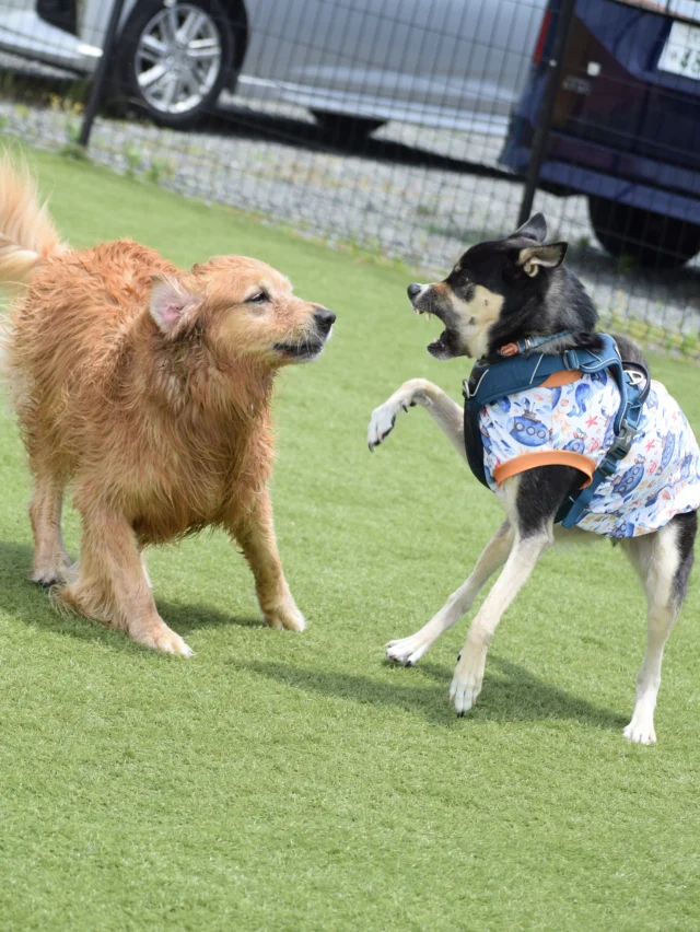 ６月1日のお客様♪
ご来場ありがとうございました😊
※データ不具合により掲載できていない方、大変申し訳ございません。

６月に突入しました❕
梅雨入りが来週から始まりそうですね☂️🐶

梅雨の時期もプールはご利用頂けます！
ご予約お待ちしております🙇

またのご来場お待ちしております😌

__________________お願い_________________

ご来場の際は必ず混合ワクチン、狂犬病予防接種の
ご提示をお願いいたします。(毎回ご提示が必要です)
狂犬病の予防接種証明書については、鑑札の場合で
令和6年度の物をお持ちの方は日付の分かるものを
一緒にご提示ください。
各証明書は画像でのご提示も可能です。

持病により接種出来ない場合は、猶予証明を
ご提示ください。

証明書をお忘れの場合や未接種の場合は
ご利用いただけませんのでご注意ください。
________________________________________

⊹ ࣪˖ ┈┈ ˖ ࣪⊹ ┈┈⊹ ࣪˖ ┈┈˖ ࣪⊹⊹ ࣪˖ ┈┈ ˖ ࣪⊹ ┈┈⊹ ࣪˖ ┈┈˖ ࣪⊹

皆さまが撮ってくれたお写真や思い出は
 #ロサフィールド　@rosa_field_nagashima
 で タグ付け、メンション投稿ぜひお願いいたします🐾

⊹ ࣪˖ ┈┈ ˖ ࣪⊹ ┈┈⊹ ࣪˖ ┈┈˖ ࣪⊹⊹ ࣪˖ ┈┈ ˖ ࣪⊹ ┈┈⊹ ࣪˖ ┈┈˖ ࣪⊹

- ̗̀⚠︎ ̖́- 必ず指定のルートでご来場お願い致します🙇️

#ロサフィールド #貸切ドッグラン #三重県ドッグラン#貸切プール #わんことお出かけ #ドッグラン